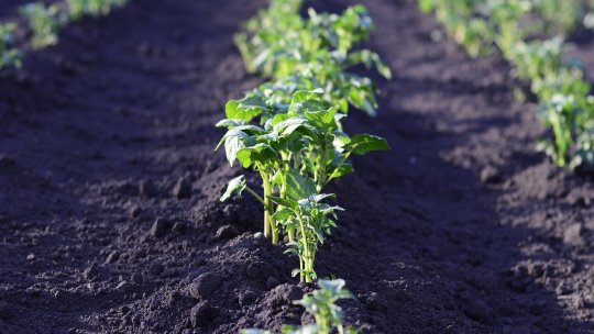 Guvernul va aproba în şedinţa din această dimineaţă un ajutor de stat pe 3 ani destinat fermierilor care cultivă legume