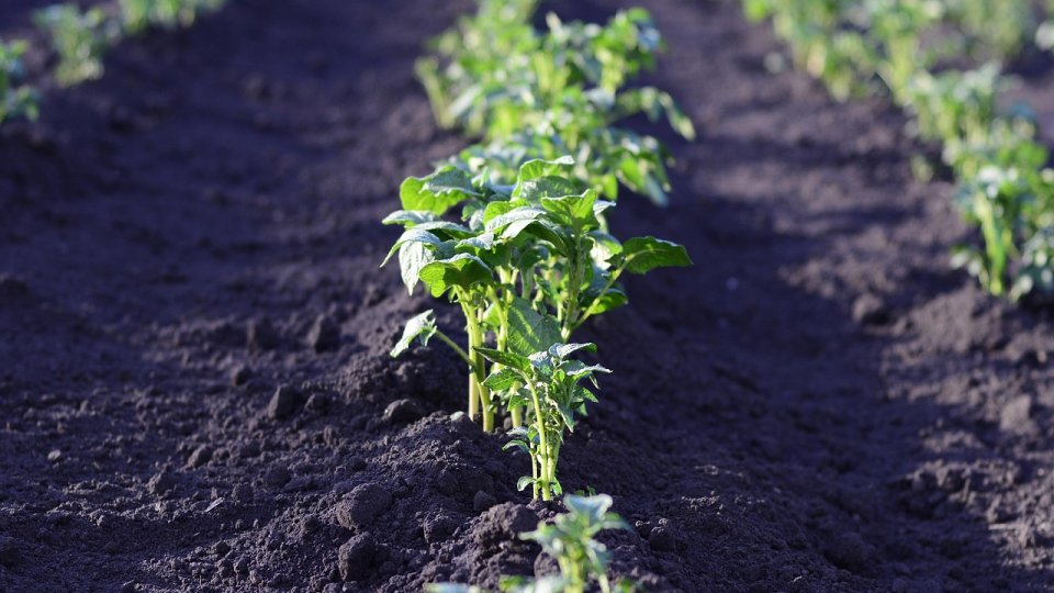Guvernul va aproba în şedinţa din această dimineaţă un ajutor de stat pe 3 ani destinat fermierilor care cultivă legume