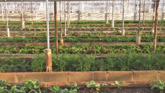 Program de sprijin pentru agricultori: Fonduri consistente pentru sere și solarii