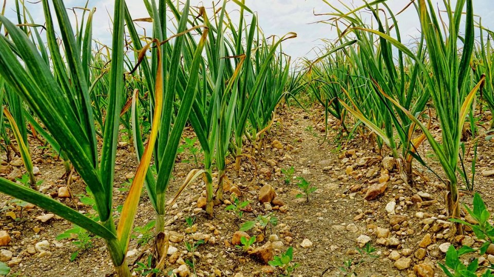 Ministerul Agriculturii susține producția românească de usturoi și cartofi prin noi scheme de sprijin