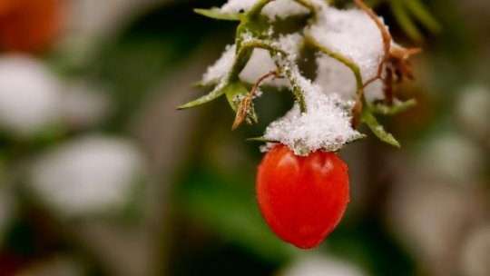 Primăvară capricioasă aduce pierderi semnificative pentru fermierii din sudul Olteniei