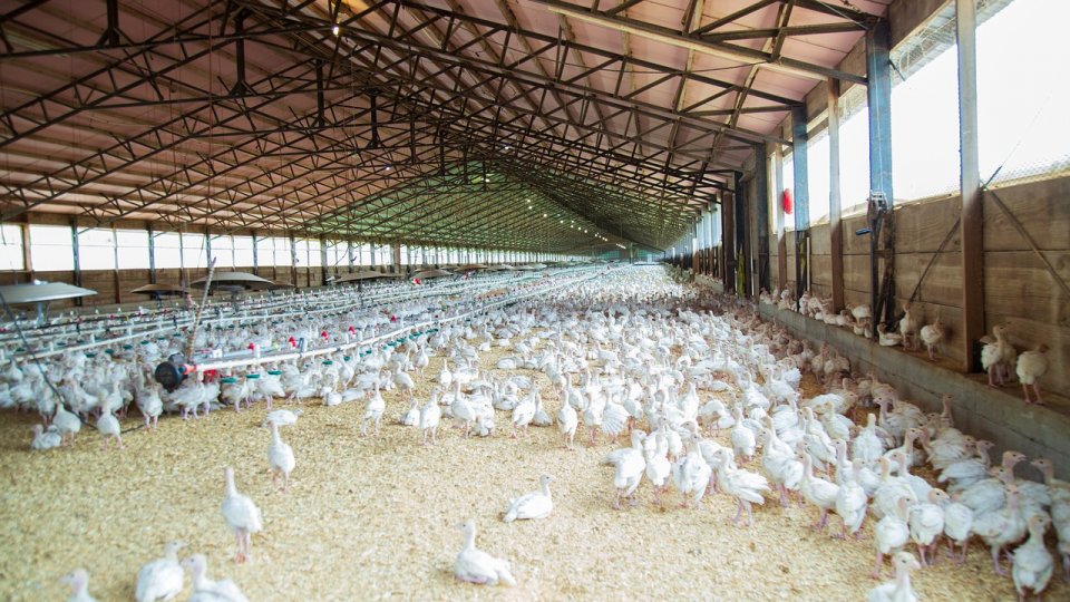 Complex de creştere a păsărilor, amendat cu 200.000 lei de Garda de Mediu