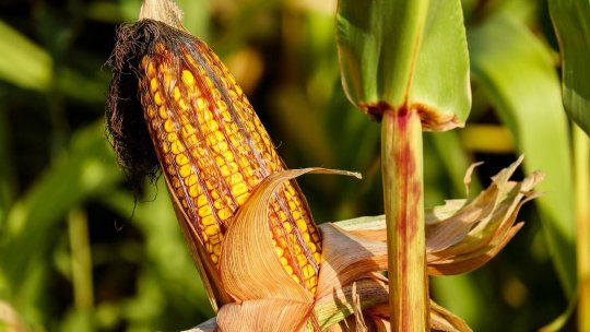 Clima se schimbă, agricultura suferă: Scăderi de până la 40% la porumb, avertizează climatologii ANM