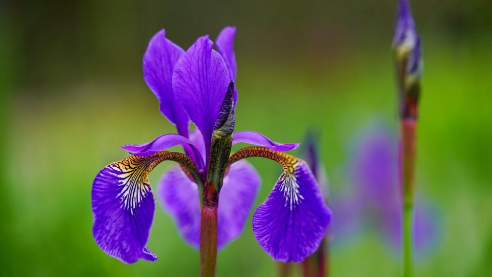Grădini cu parfum de iris și mentă cu aromă de ciocolată