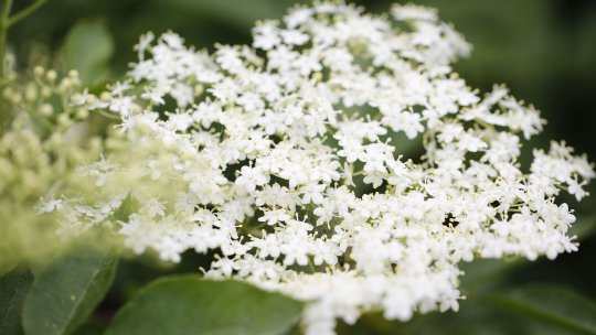 Culesul de plante medicinale nu mai atrage locuitorii din Arad
