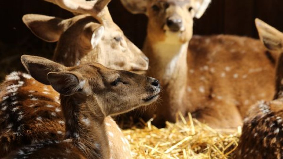 Incident la Zoo Craiova: Căprior mort din cauza deșeurilor aruncate de vizitatori