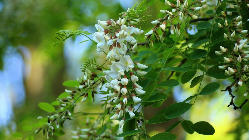 Gerul de primăvară a lovit apicultura: Miere mai puțină din cauza florilor calamitate