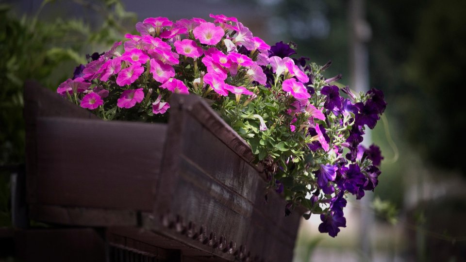 Îngrijirea florilor din balcon pe timpul verii: Sfaturi practice pentru o oază de culoare și prospețime