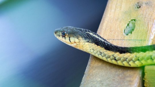 Captură șocantă pe aeroport: Un bărbat avea zeci de vipere vii ascunse în bagaj