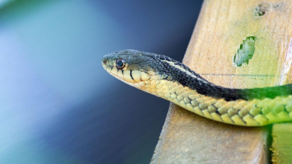 Captură șocantă pe aeroport: Un bărbat avea zeci de vipere vii ascunse în bagaj