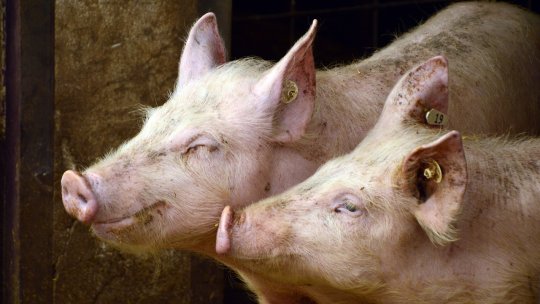 Peste 600 de porci de la o fermă, eutanasiaţi din cauza pestei porcine africane