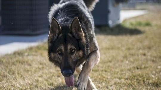 Tragedie în Hunedoara, după ce o femeie a fost ucisă de un câine