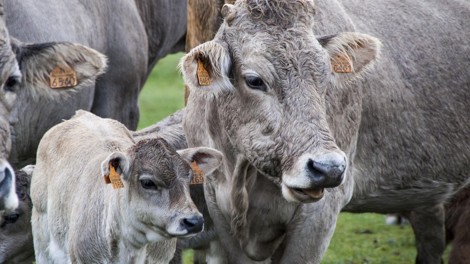 TULCEA: Elevii de la Liceul Tehnologic Agricol "Nicolae Cornăţeanu" au aflat sfaturi utile despre protejarea animalelor