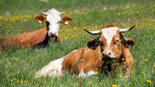125 de ferme de lapte sunt construite sau modernizate în Ucraina