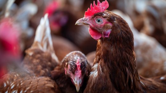 Ce poți să faci, pe timp de caniculă, în ferma avicolă, pentru a protreja păsările și a asigura target-urile de producție
