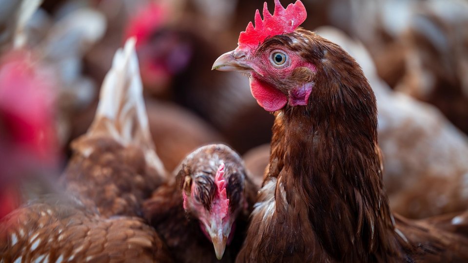Ce poți să faci, pe timp de caniculă, în ferma avicolă, pentru a protreja păsările și a asigura target-urile de producție