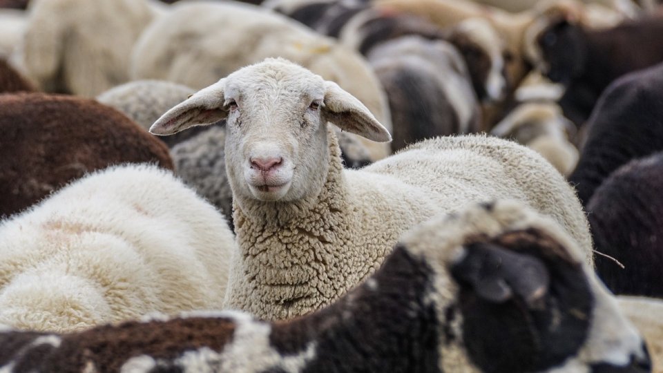 Evitarea stresului termic asupra animalelor, în ferma de ovine