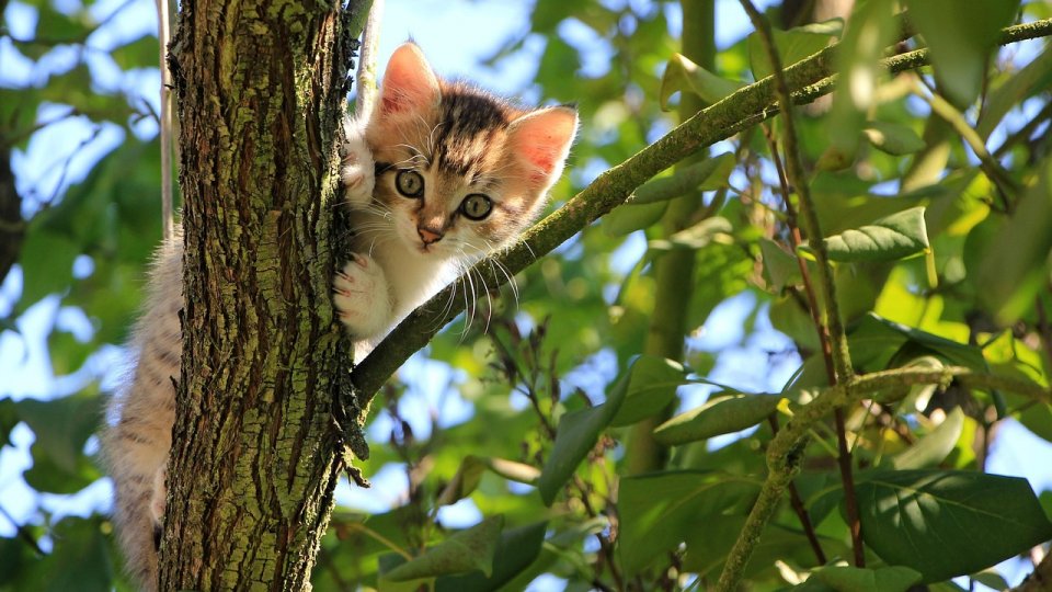 Boli specifice verii, la animalele de companie