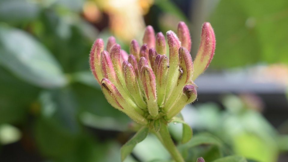 Caprifoiul (Lonicera) – ghid de plantare și îngrijire