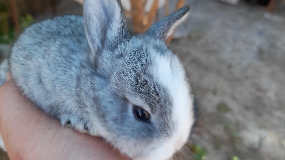Cum se cresc iepurii în gospodărie: ghid pentru începători