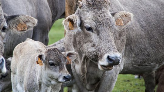Febra aftoasă la bovine: cauze, simptome, prevenire