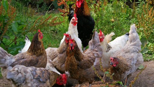 Bolile specifice păsărilor crescute în curte: ghid pentru gospodari