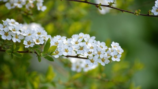 Ritualul înnoirii - lucrări specifice de prmăvară, pe lângă casă