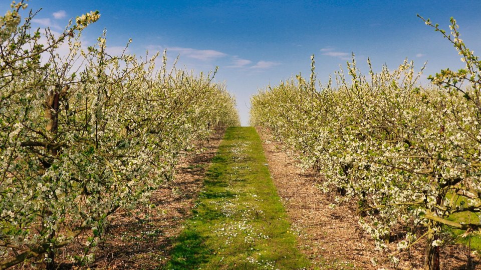 Lucrările din luna mai în livadă – ghid pentru gospodari și pomicultori