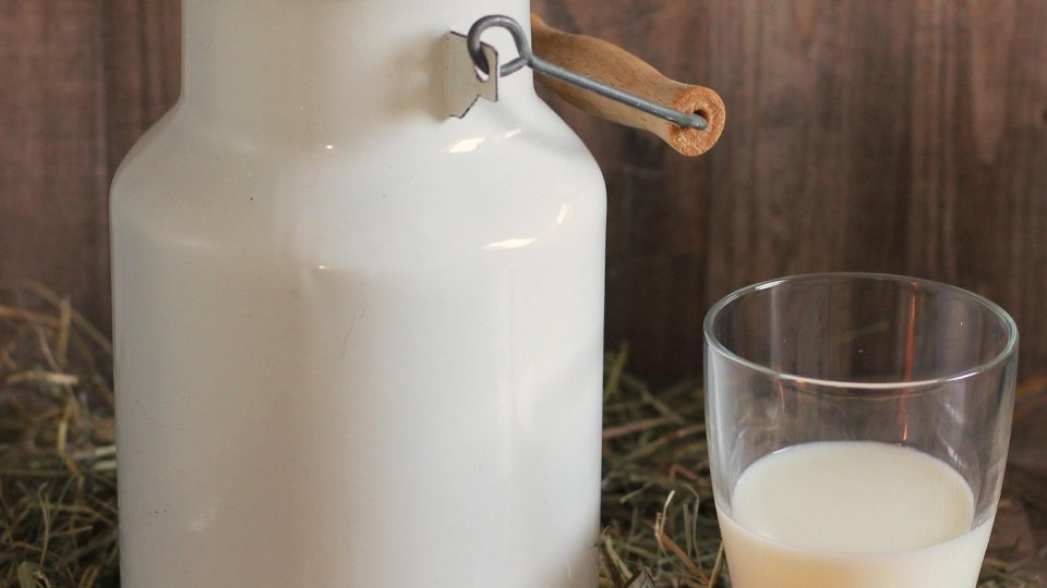 Laptele de măgăriță, un elixir