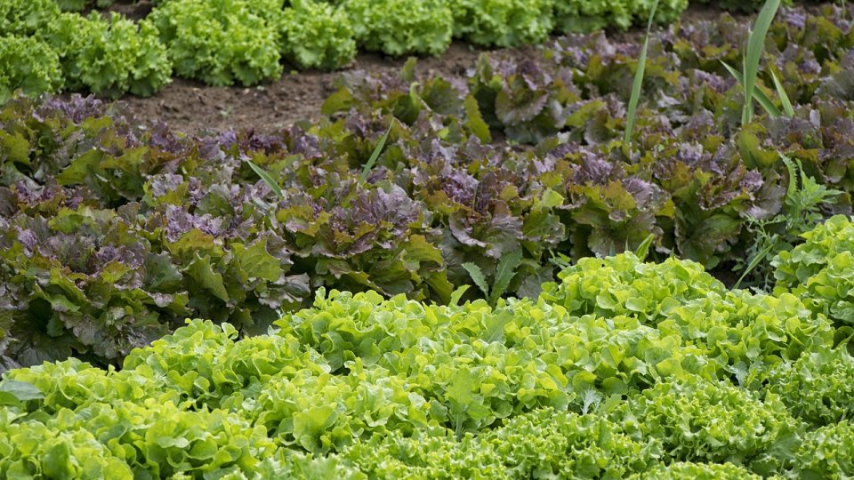 8 lucrări de făcut în luna iunie în grădina de zarzavat