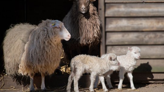 Boli „comune” în fermele de ovine - cum trebuie să acționezi