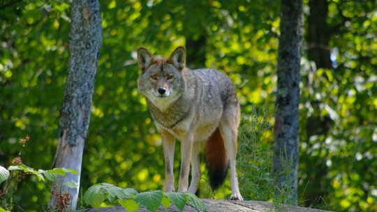 Cercetători polonezi trag un semnal de alarmă cu privire la lup