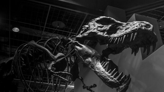 Numărul vizitatorilor la muzee şi cinematografe a scăzut în România în anul 2024 faţă de anul anterior, potrivit datelor INS