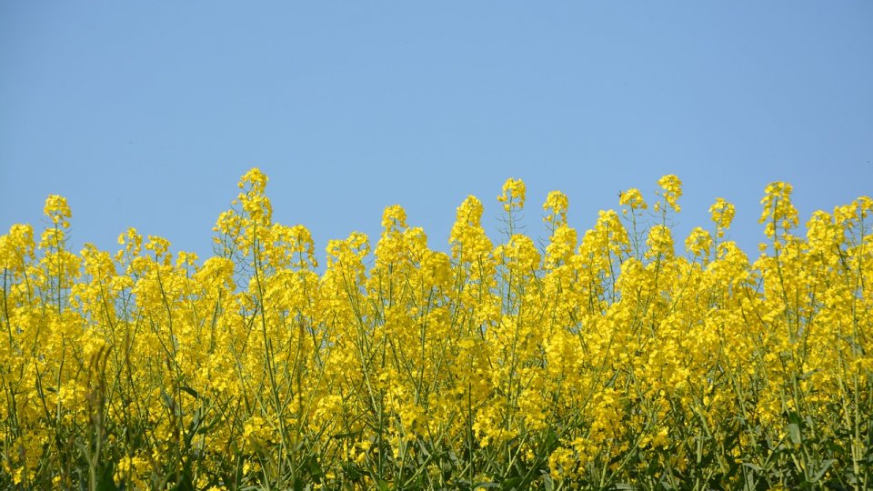 Culturile de plante tehnice potrivite pentru suprafețe mici: oportunități agricole la scară redusă