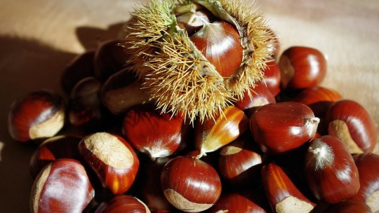 Maramureş: „Sărbătoarea Castanelor”, eveniment autosustenabil financiar; primăria, doar organizator