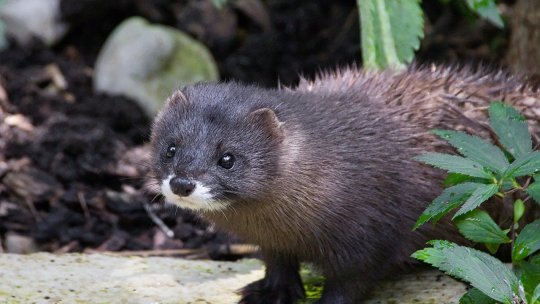 Apel la populaţie în sprijinul cercetătorilor care vor să stabilească circumstanţele morţii unei nurci europene