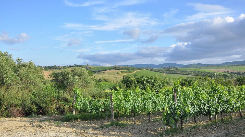 ONIV vrea să-i prezinte ministrului Agriculturii problemele sectorului viti-vinicol din ultima perioadă