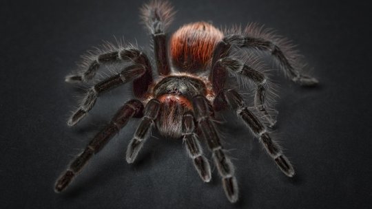 Transport de tarantule ascunse în cutii de prăjituri descoperit pe un aeroport din Germania