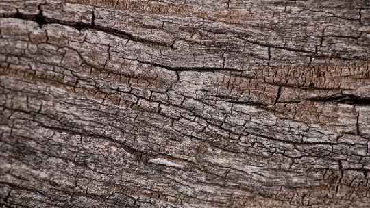 Plângere penală după ce 17 arbori ar fi fost găuriţi şi otrăviţi cu sare pentru a fi tăiaţi