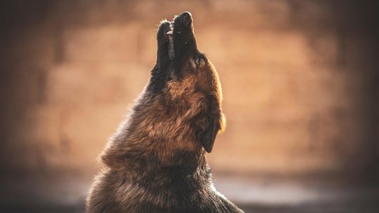 Satu Mare: Sute de câini, sterilizaţi gratuit, cu susţinere de la Primărie