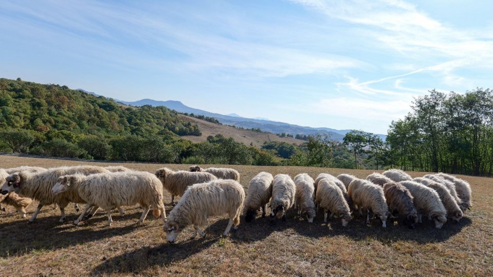 Sprijin pentru crescătorii de ovine și caprine în fața provocărilor verii