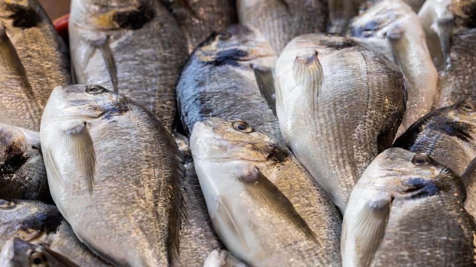 Specii noi, adaptate la condiţiile Mării Negre: dorada, păstrăvul curcubeu, lavracul şi stridia