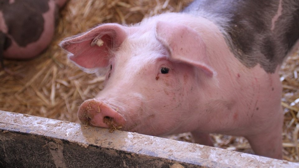 Ce este pesta porcină africană (PPA)? Câteva măsuri profilactice, pentru ferme și gospodării