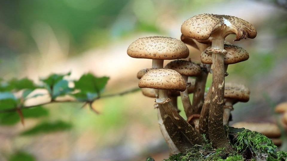 10 plante sălbatice care sunt folosite în gastronomia românească și câteva rețete exemplificative