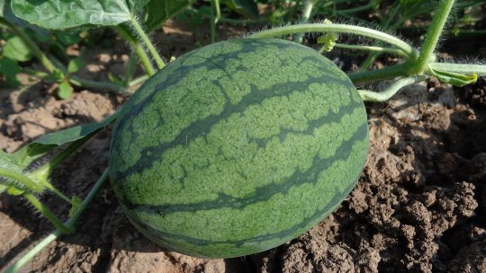 Ce trebuie să știi despre cultivarea pepenilor, în România