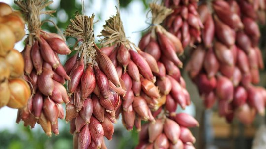 Ceapa de Buzău – simbol agricol și produs tradițional românesc