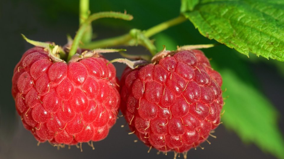 Ghid complet pentru cultivarea zmeurei în România