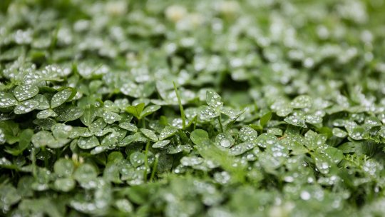 Cultivarea lucernei în România – Ghid practic