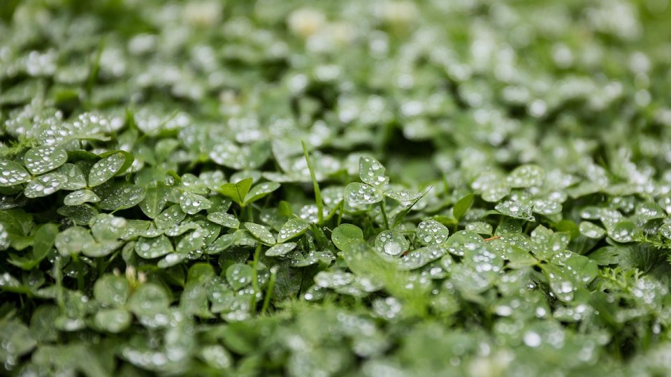 Cultivarea lucernei în România – Ghid practic