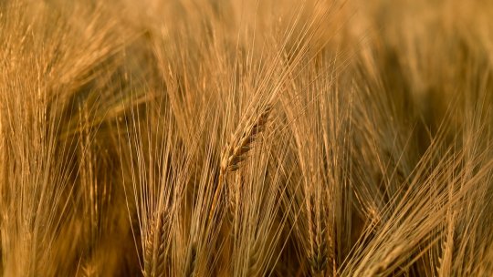 Plante furajere cultivate în România – Tipuri, importanță și utilizare